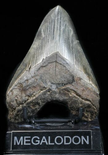Bargain, Fossil Megalodon Tooth #57452